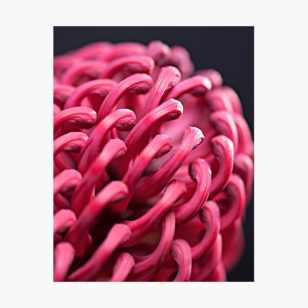 Item preview, Waratah designed and sold by GrahamT.