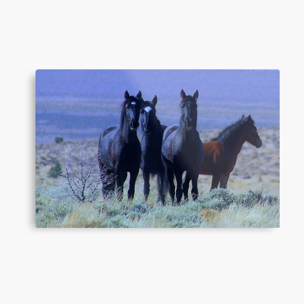 Black Beauties Metal Print