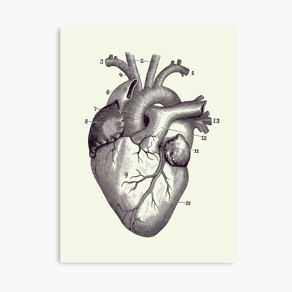 Menschliches Herz Diagramm Vintage Anatomie Poster 2 Leinwanddruck Von Vaposters Redbubble