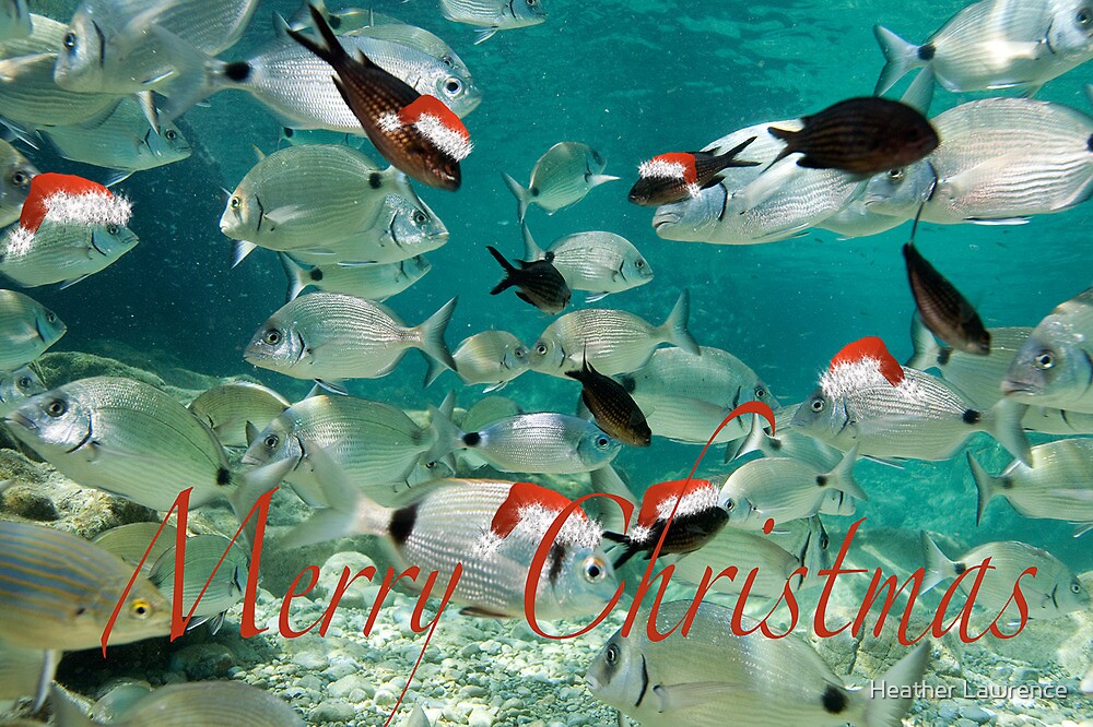 "Fish Christmas Card 1" by Heather Lawrence Redbubble