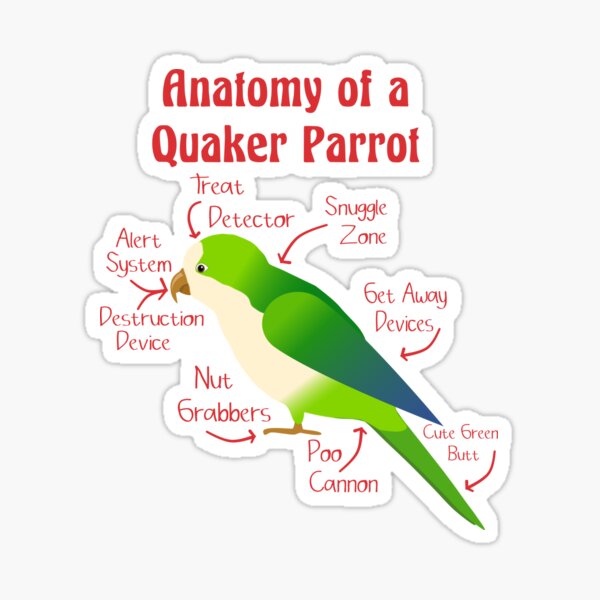 Anatomy of Quaker Parrot Monk Parakeet Sticker