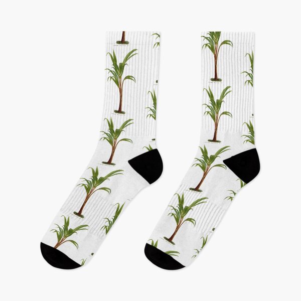 Item preview, Hyophorbe amaricaulis - Very rare palm specie designed and sold by yourlocalltyler.