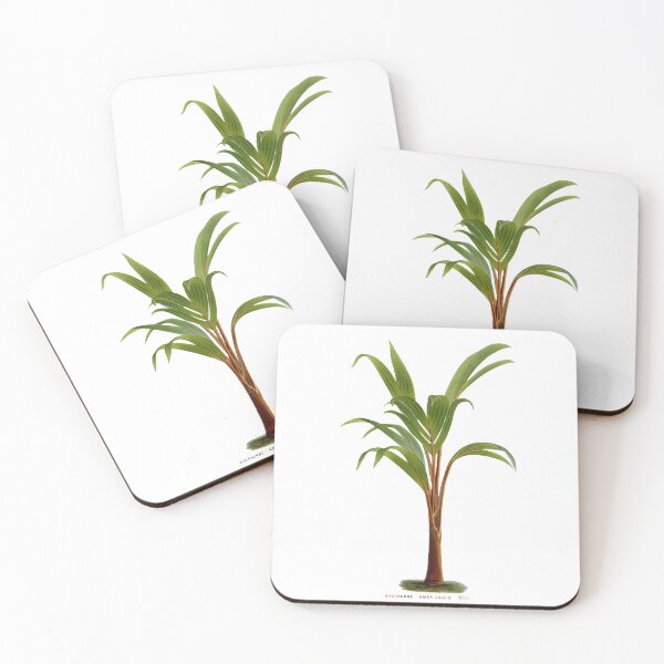 Item preview, Hyophorbe amaricaulis - Very rare palm specie designed and sold by yourlocalltyler.