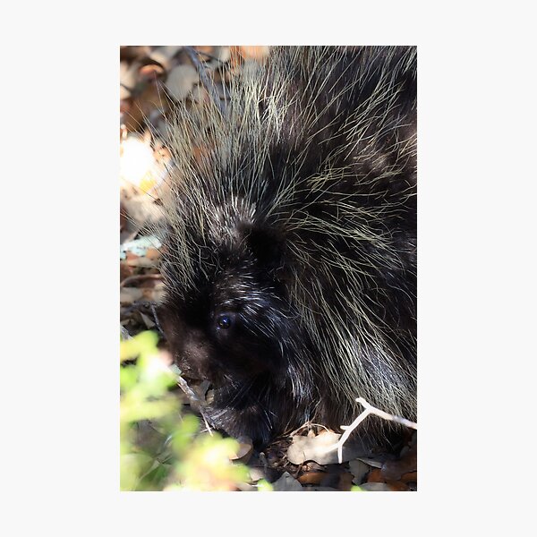 Artikelvorschau, Porcupine entworfen und verkauft von Colin Bester.