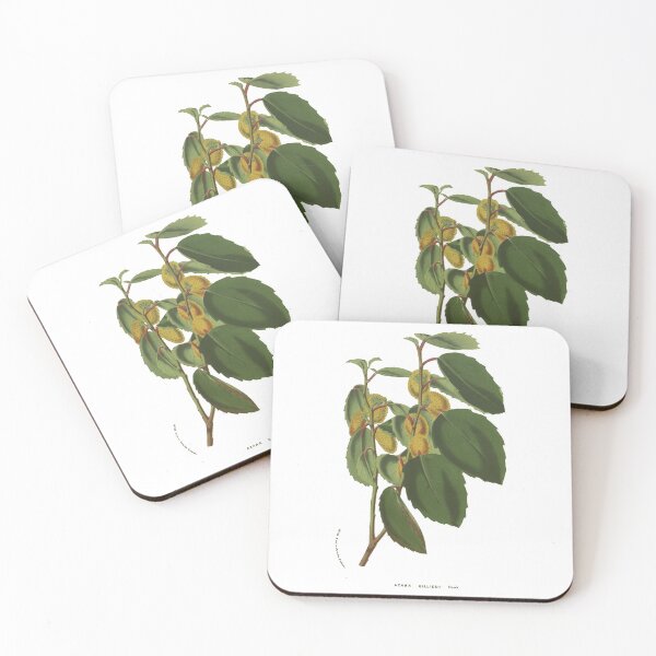 Item preview, Azara Gilliessii flower illustration print designed and sold by yourlocalltyler.