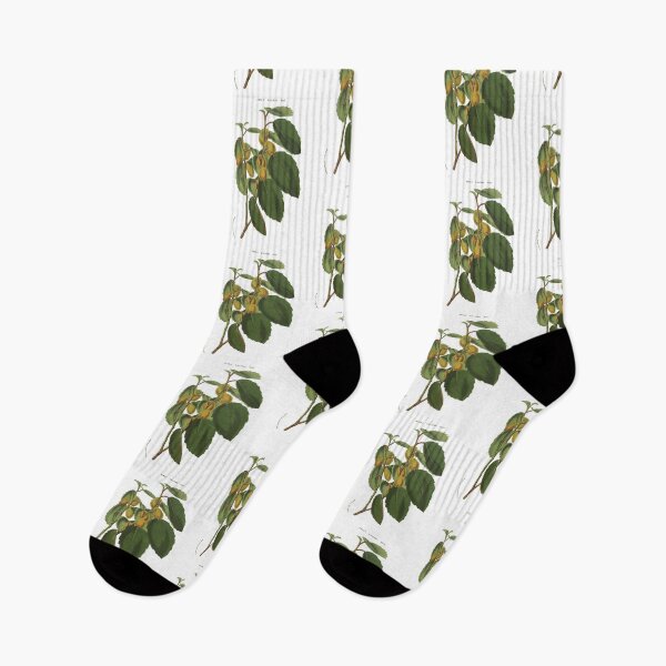 Item preview, Azara Gilliessii flower illustration print designed and sold by yourlocalltyler.