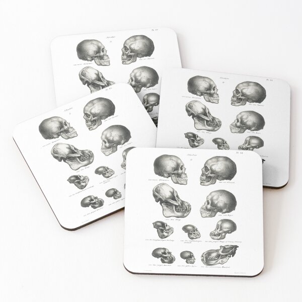 Item preview, Human Monkey and Ape skulls from Volledige Natuurlijke Historie der Zoogdieren by Schinz de Visser designed and sold by digitalvintage.