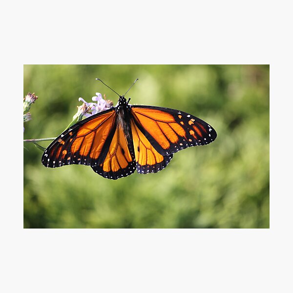 Debra Photographic Print
