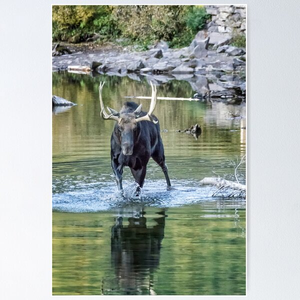 Item preview, Bull Moose Making Its Way Through Water designed and sold by Belinda Greb Photography.