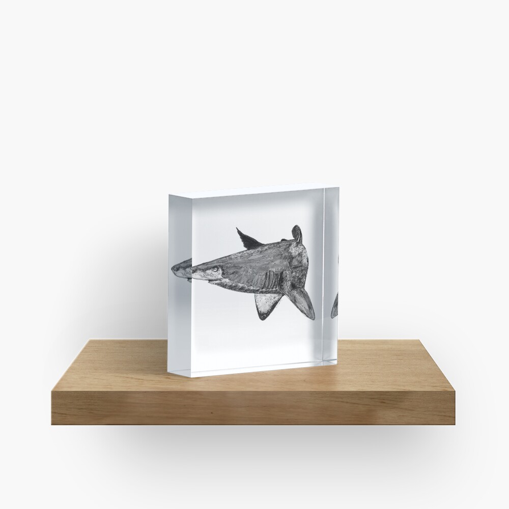 Rel the Grey Nurse Shark Acrylic Block