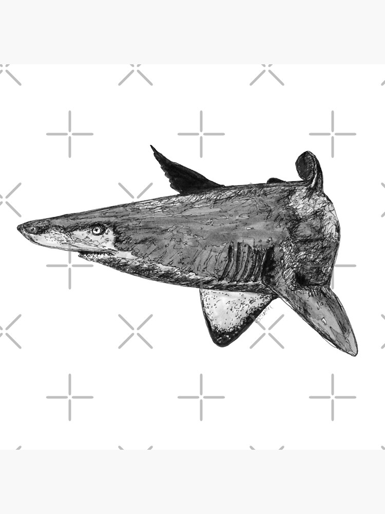 Rel the Grey Nurse Shark by Wildcard-Sue