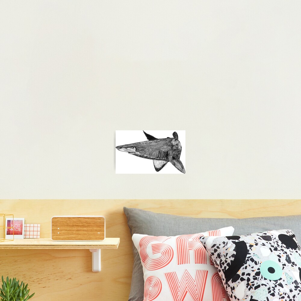 Rel the Grey Nurse Shark Photographic Print