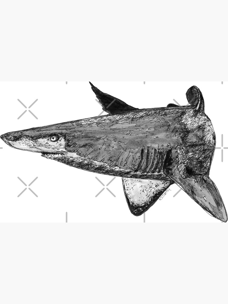 Rel the Grey Nurse Shark by Wildcard-Sue