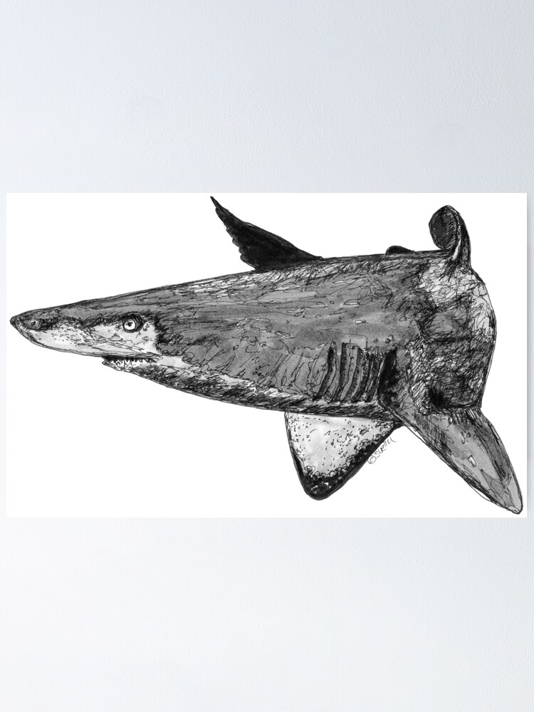 Alternate view of Rel the Grey Nurse Shark Poster