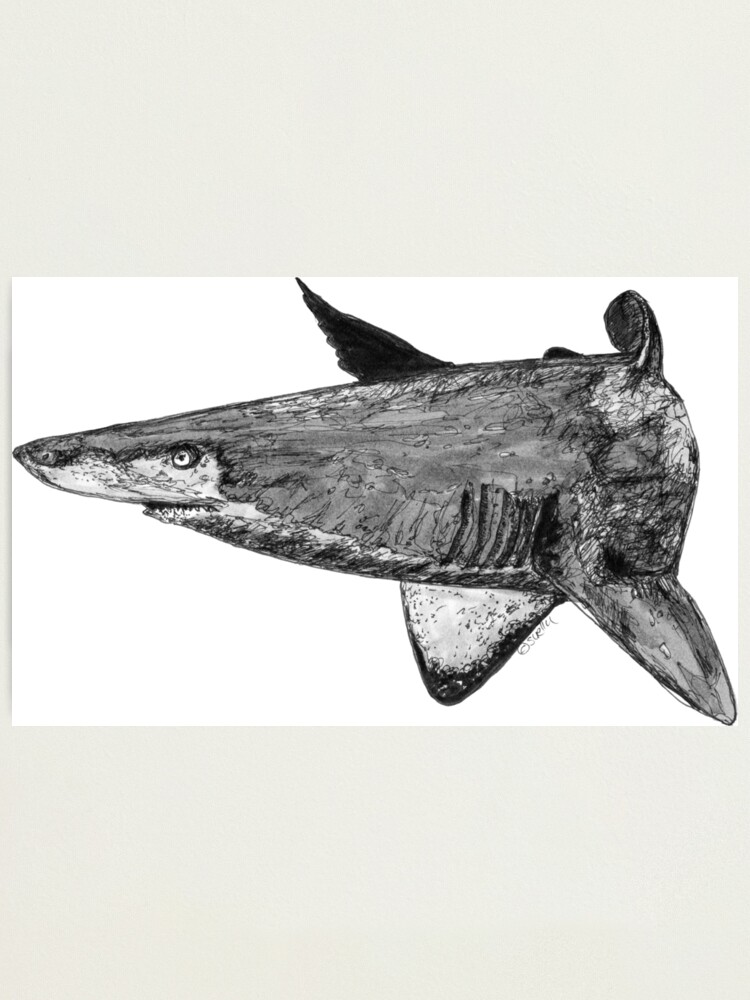 Alternate view of Rel the Grey Nurse Shark Photographic Print