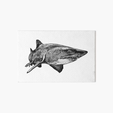 Mark the Grey Nurse Shark Art Board Print