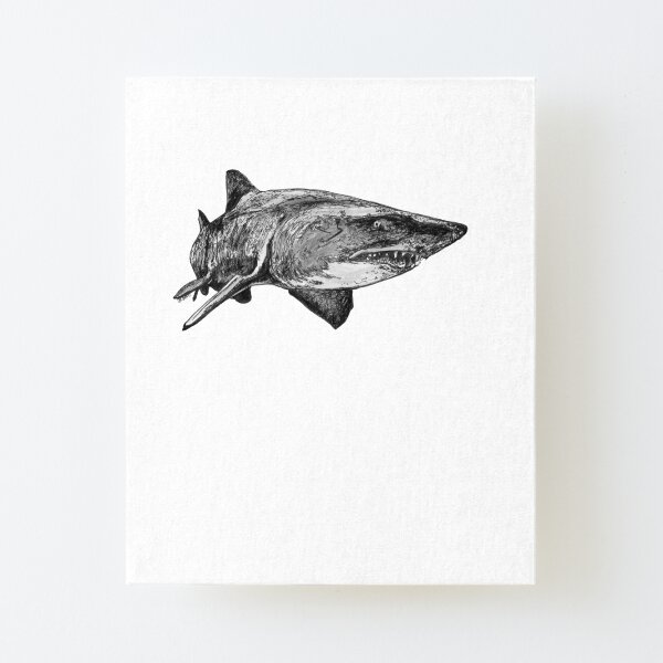 Mark the Grey Nurse Shark Canvas Mounted Print