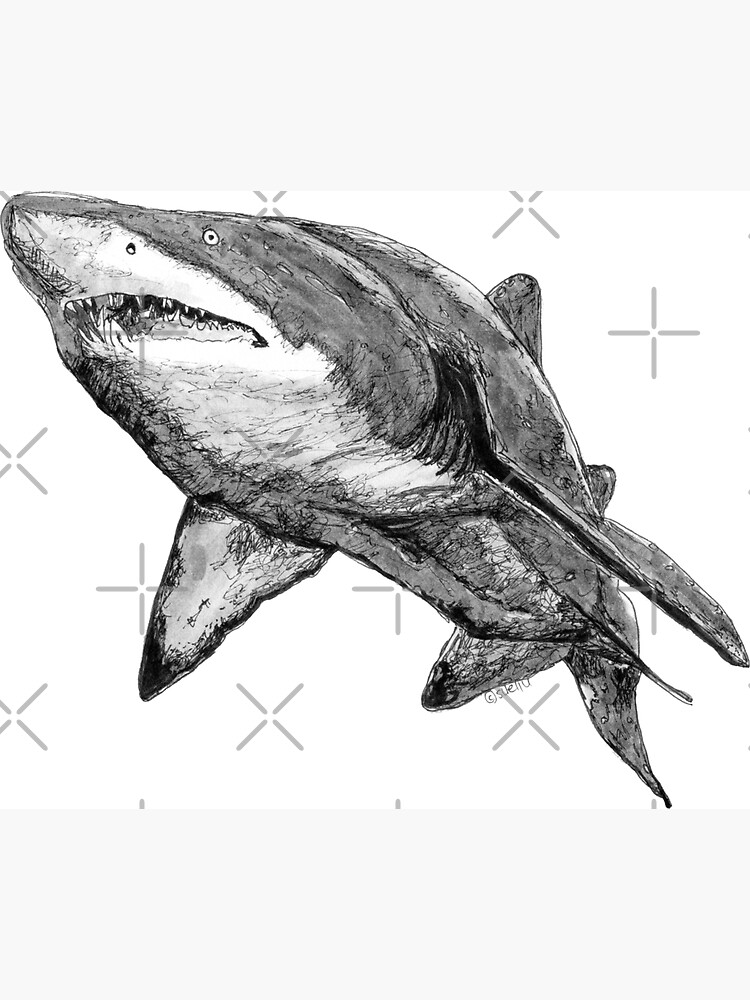 Nancy the Grey Nurse Shark by Wildcard-Sue