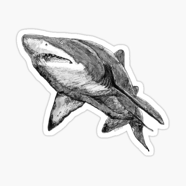 Nancy the Grey Nurse Shark Sticker