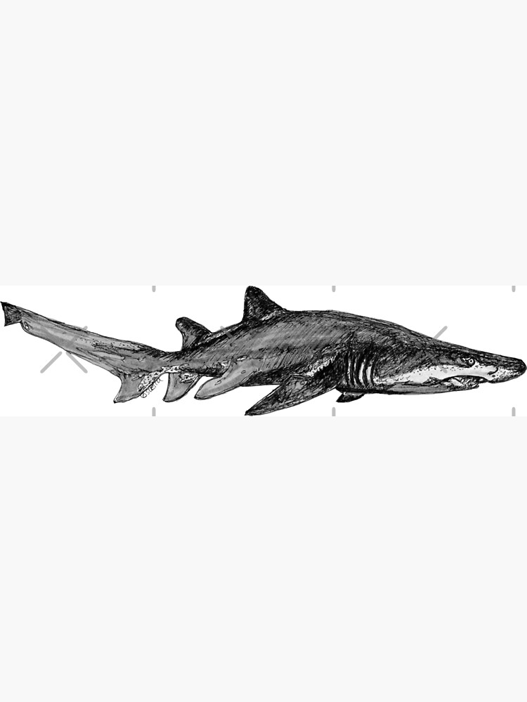 Trev the Grey Nurse Shark by Wildcard-Sue