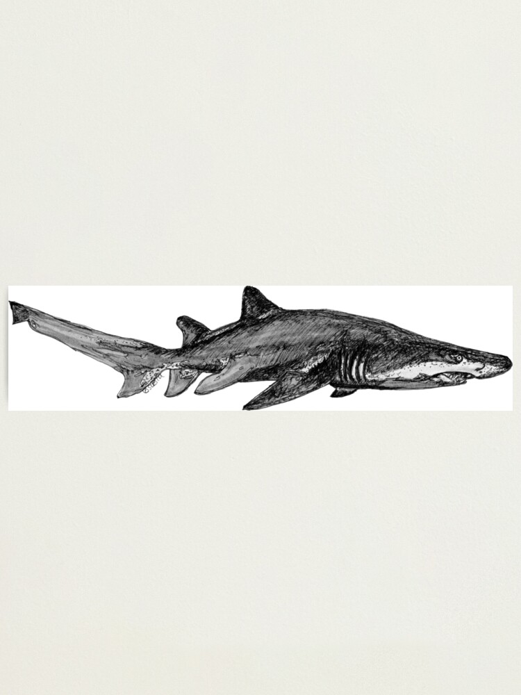 Alternate view of Trev the Grey Nurse Shark Photographic Print
