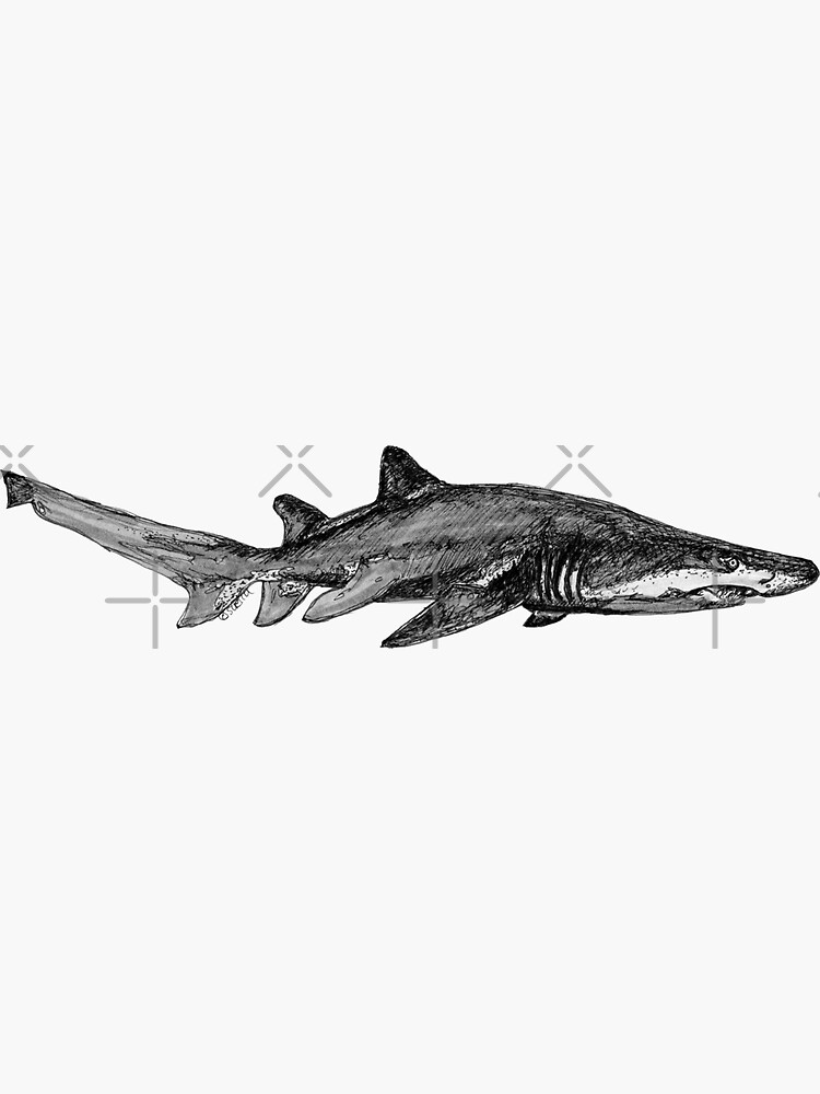 Trev the Grey Nurse Shark by Wildcard-Sue