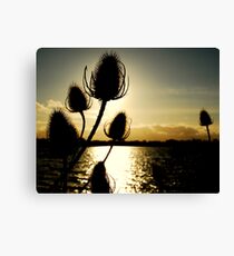 "PRICKLY HEAT" Canvas Print