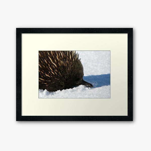 Echidna Sniffles Framed Art Print