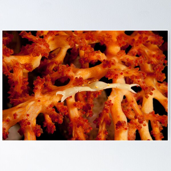 Coral Crab, North Sulawesi, Indonesia Poster
