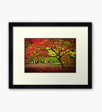 Acer Glade, Westonbirt Arboretum, England Framed Print
