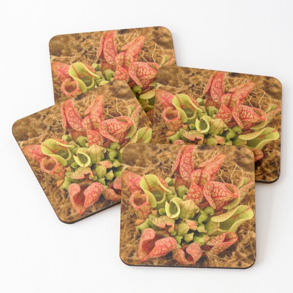 Item preview, Carnivorous Purple Pitcher Plant designed and sold by AnnDixon.