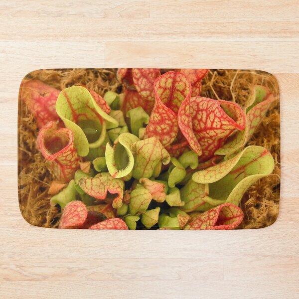 Item preview, Carnivorous Purple Pitcher Plant designed and sold by AnnDixon.