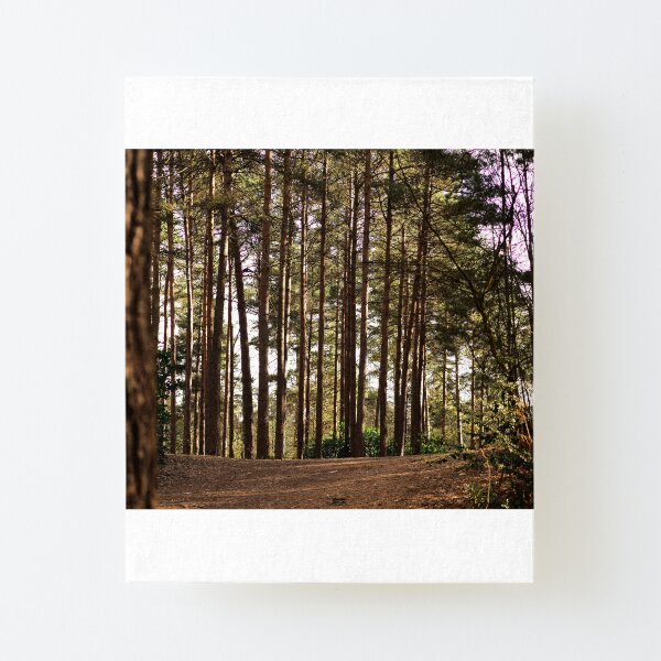 Between the birch trees is sunlight Canvas Mounted Print