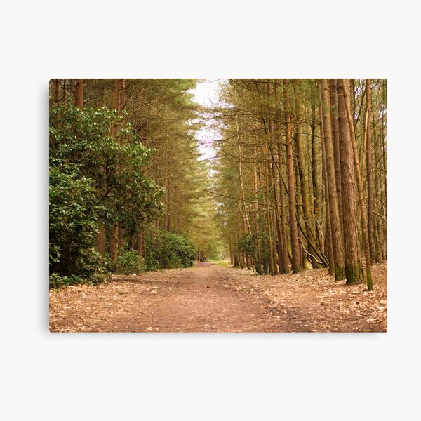 The clearest way into the Universe is through a forest wilderness Canvas Print
