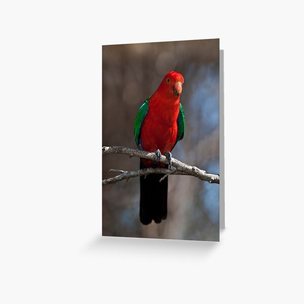 AUSTRALIAN KING PARROT Greeting Card