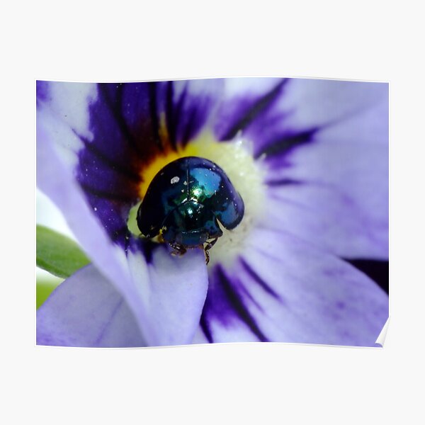 Steelblue Ladybird - Halmus chalybeus Poster
