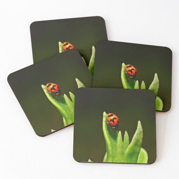 Item preview, An Orange Ladybird Walking Down A Pointy Succulent designed and sold by Jason Gilbert.