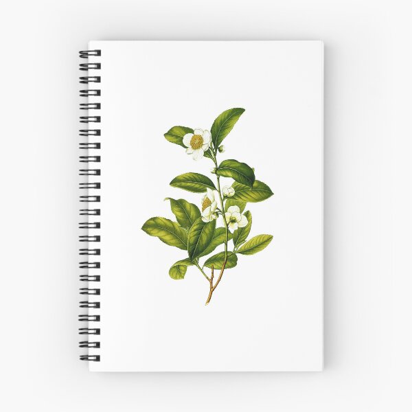 Item preview, Camellia Sinensis: Botanical Tea Plant Illustration designed and sold by Happy Puppy Print On Demand.