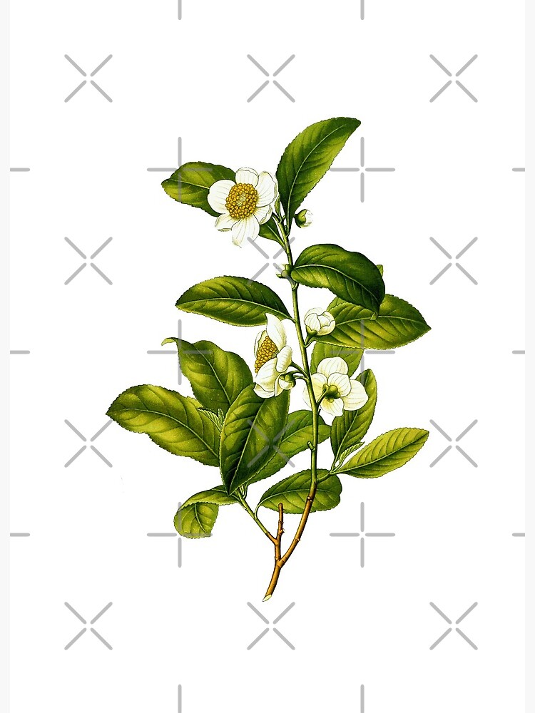Tea tree vector drawing. Isolated vintage illustration of medical plant  Stock Vector | Adobe Stock
