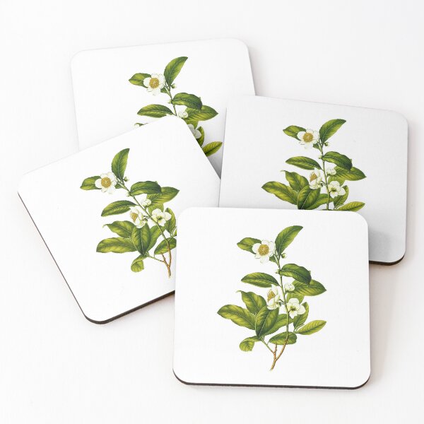 Item preview, Camellia Sinensis: Botanical Tea Plant Illustration designed and sold by Happy Puppy Print On Demand.