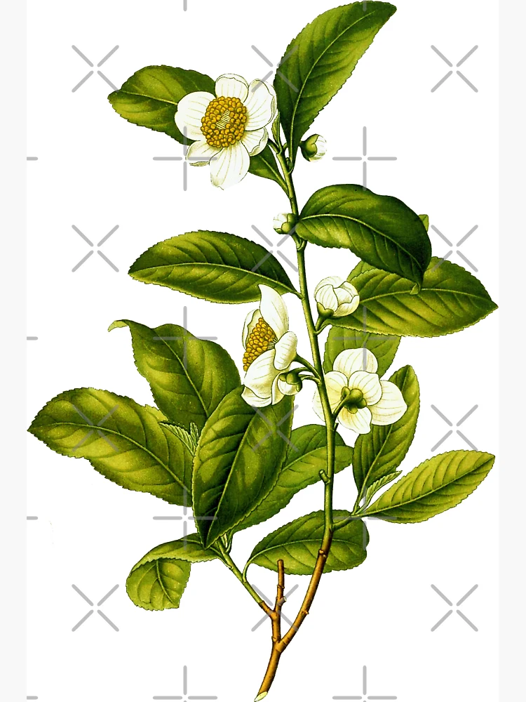 Chamomile Tea (Camellia Sinensis) Vintage Medical Botanicals Antique 2024 Plant and Herb Drawings Ready to Hang Kitchen Art Decor Canvas Scroll