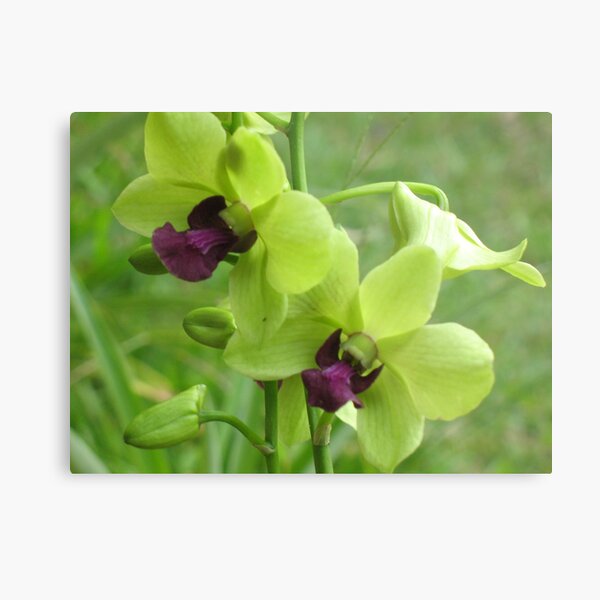 Green Orchids in Puna Metal Print