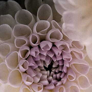 Artwork thumbnail, Dahlia in Pink (iPhone case) by Lenka