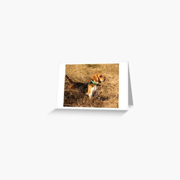 Green Country Beagles Greeting Card