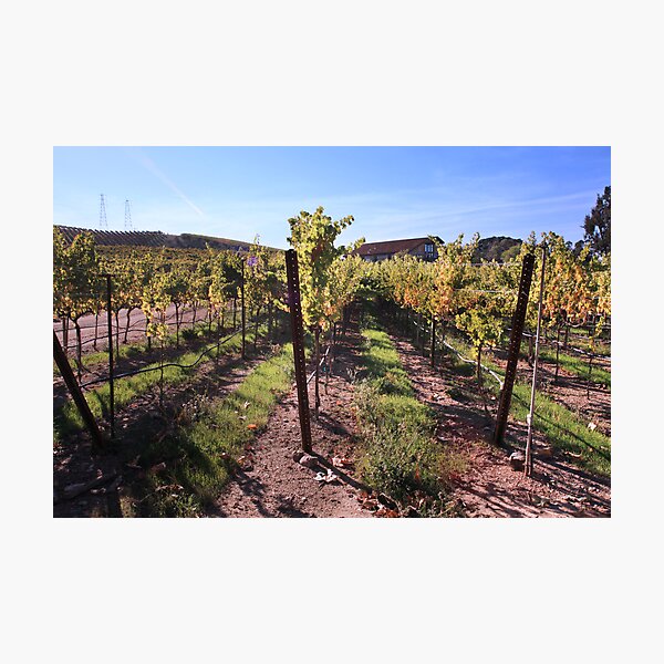 Item preview, Sunlit Vines designed and sold by Laurie Search Fine Art Photography.