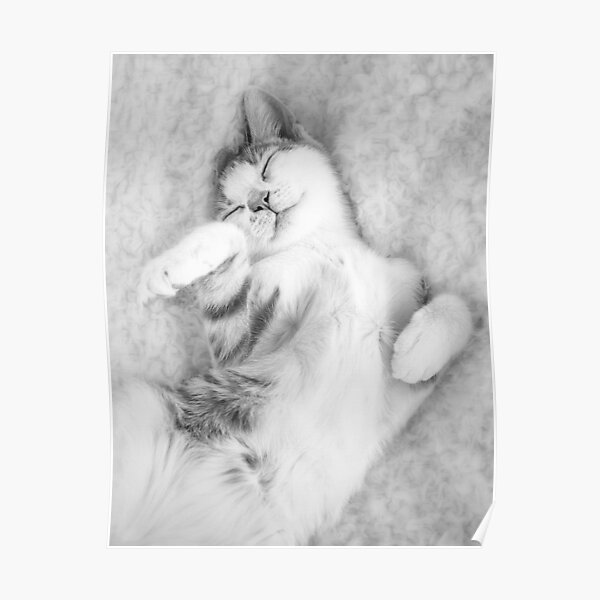 Poster Mignon Bebe Chaton Tabby Orange Et Blanc Par Haleyredshaw Redbubble