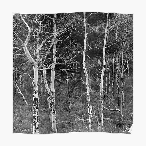 Aspen, Caribou Ranch Open Space, Colorado Poster