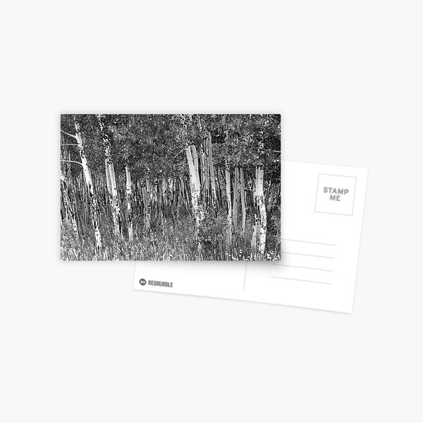 Aspen, Caribou Ranch Open Space, Colorado Postcard