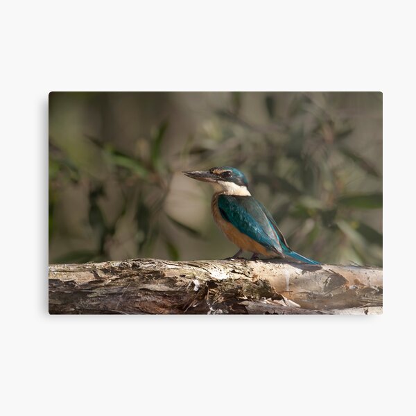 WAITING FOR MS RIGHT. Metal Print