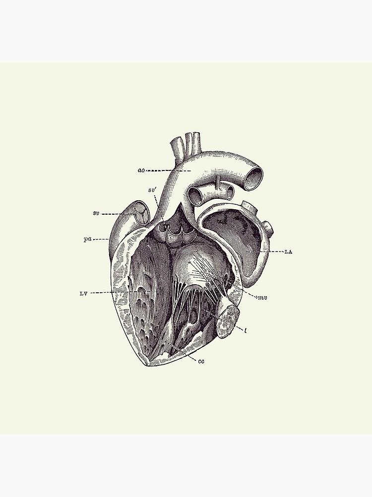 Simple Human Heart Diagram Tote Bag by Vintage Anatomy Prints